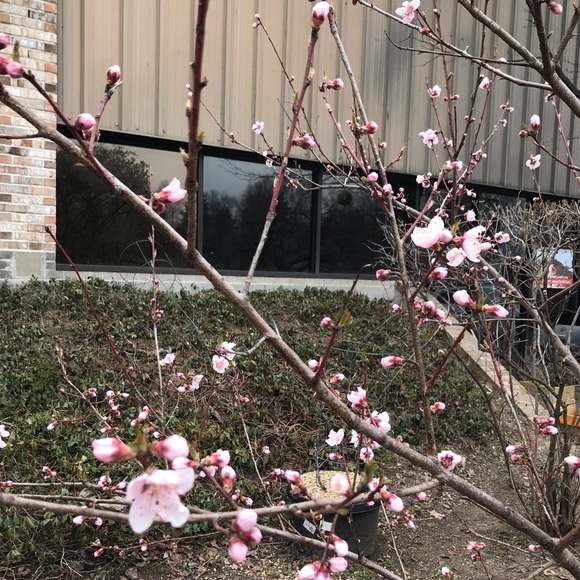 Meet your Posher, Emma - Picture 1 of 1